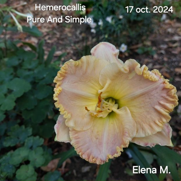  - 2024- Hemerocallis