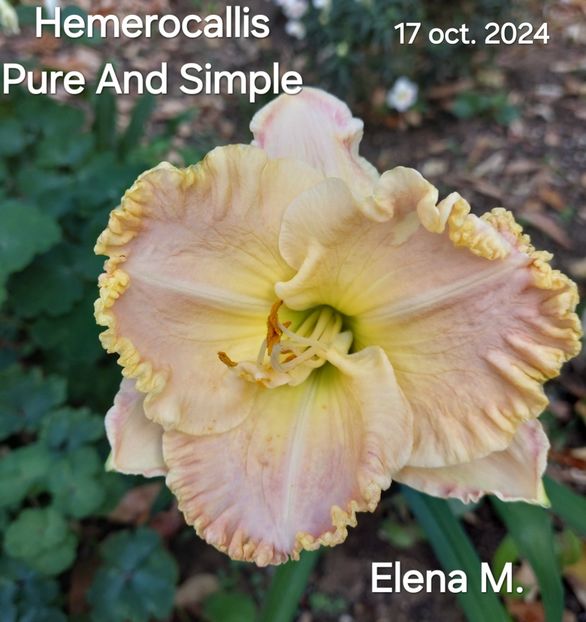  - 2024- Hemerocallis