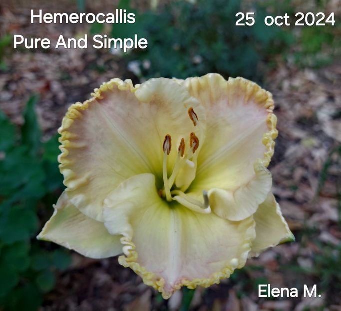  - 2024- Hemerocallis