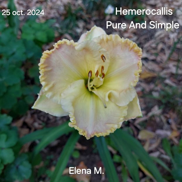  - 2024- Hemerocallis