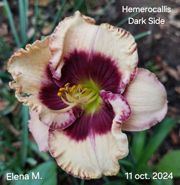  - 2024- Hemerocallis