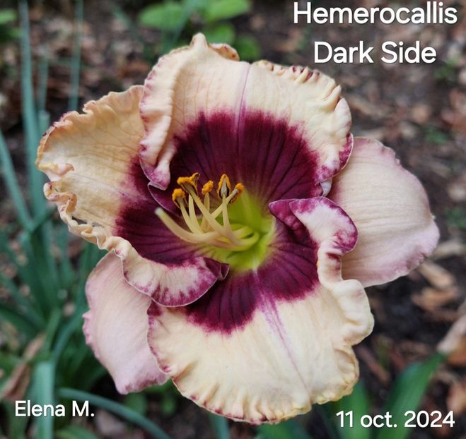  - 2024- Hemerocallis