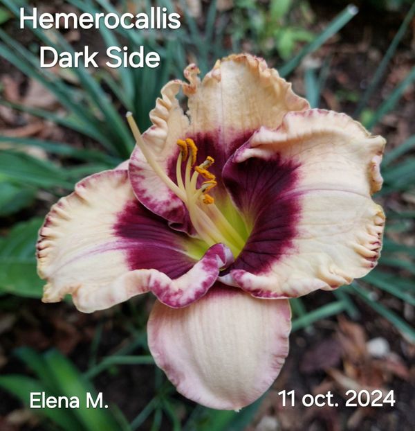  - 2024- Hemerocallis