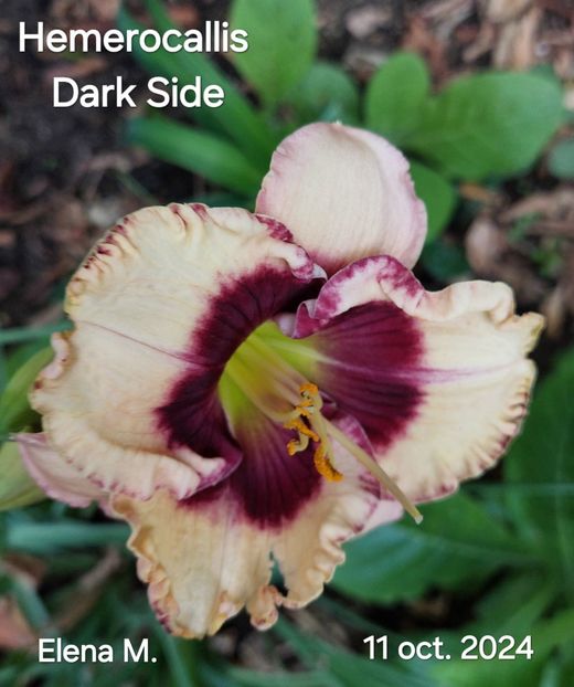  - 2024- Hemerocallis
