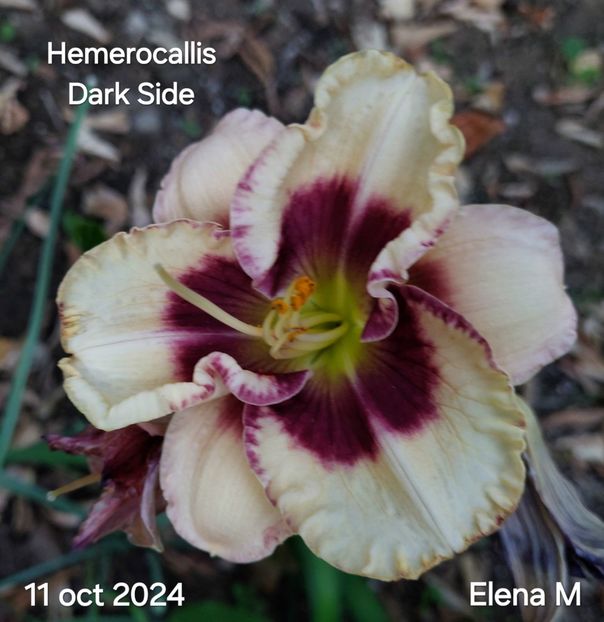  - 2024- Hemerocallis