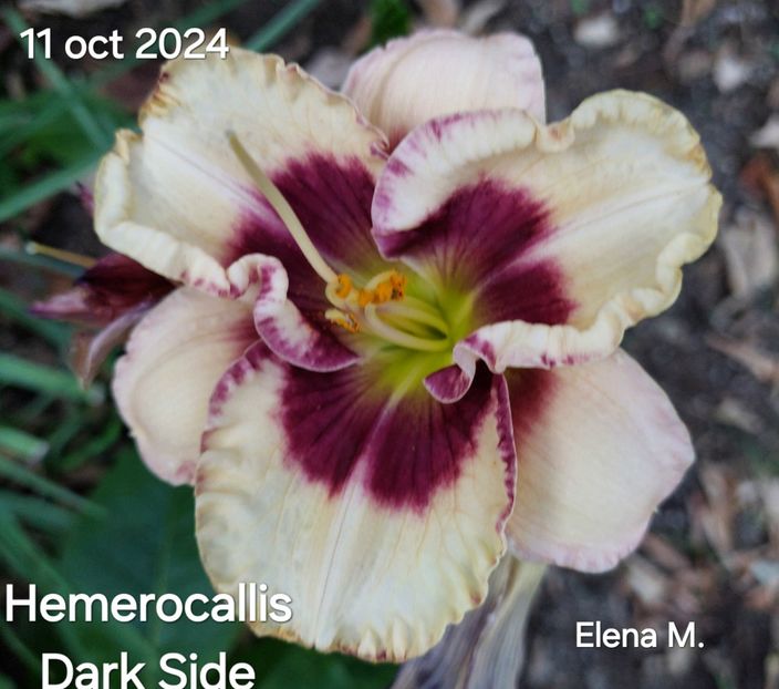  - 2024- Hemerocallis