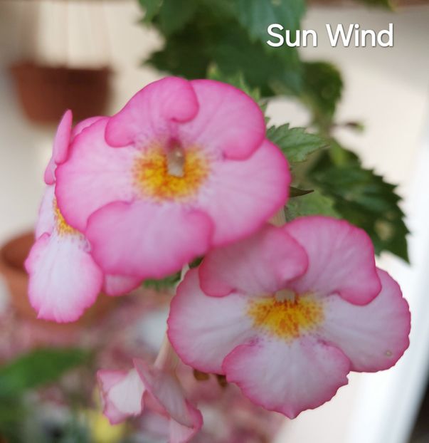  - 2024- Achimenes