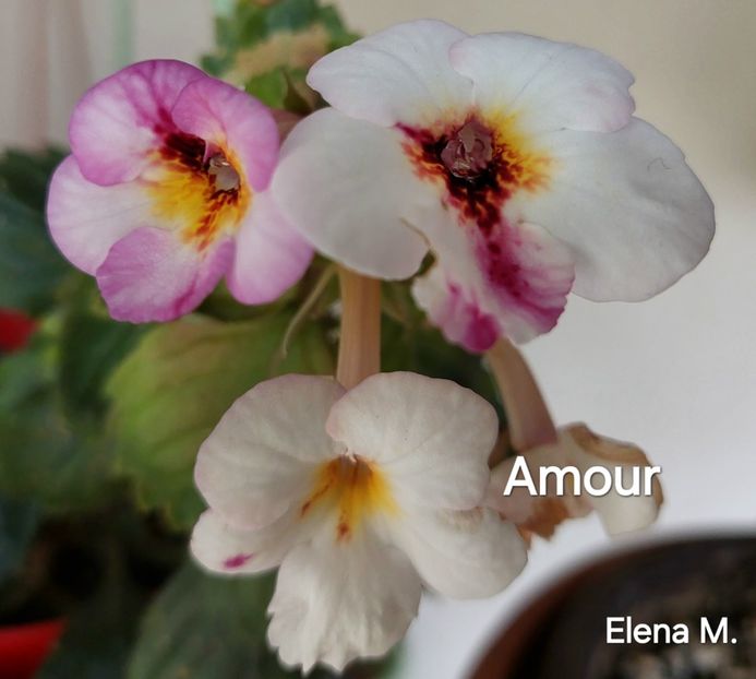  - 2024- Achimenes