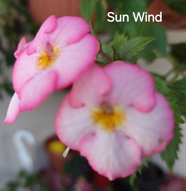  - 2024- Achimenes