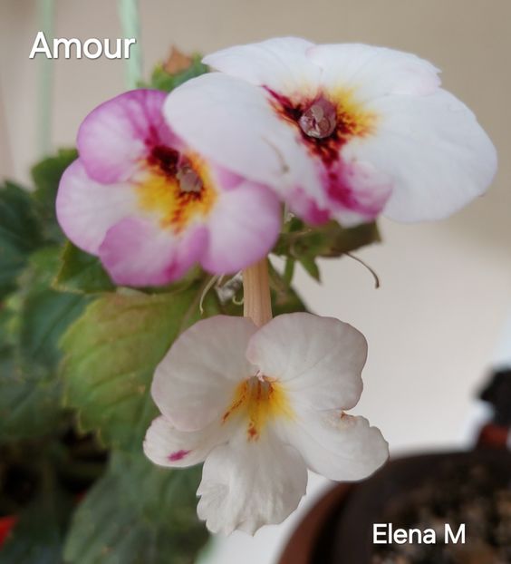  - 2024- Achimenes