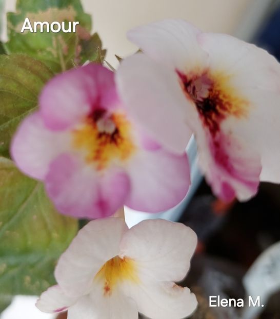  - 2024- Achimenes