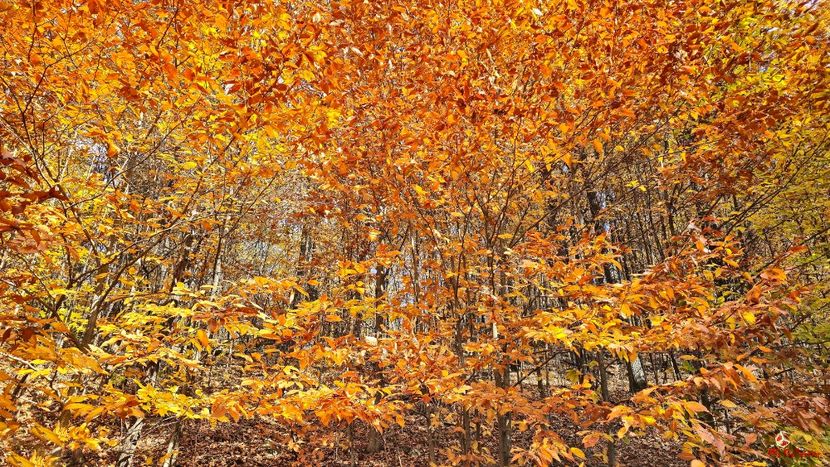 Autumn Colors 2 ! - CANADIAN AUTUMN - Toamna canadiana