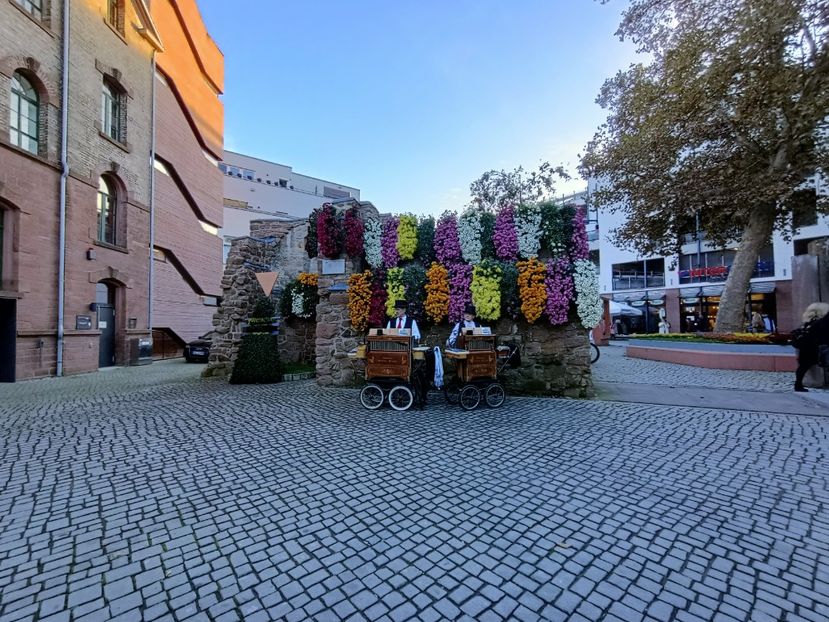 Img.2024.10.27 - Crizantema Lahr