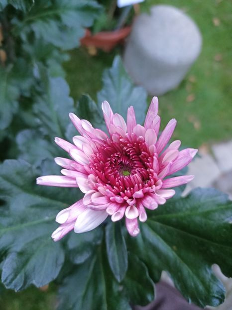 Img.2024.10.27-Adana Pink - Crizantema Lahr