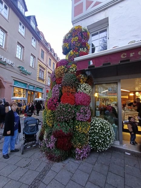 Img.2024.10.27 - Crizantema Lahr