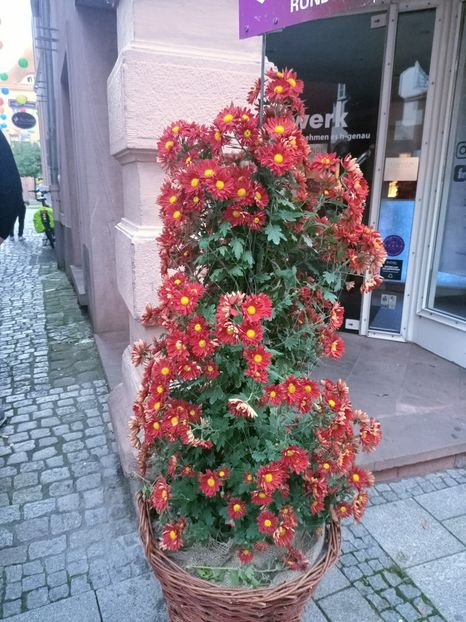 Img.2024.10.27 - Crizantema Lahr