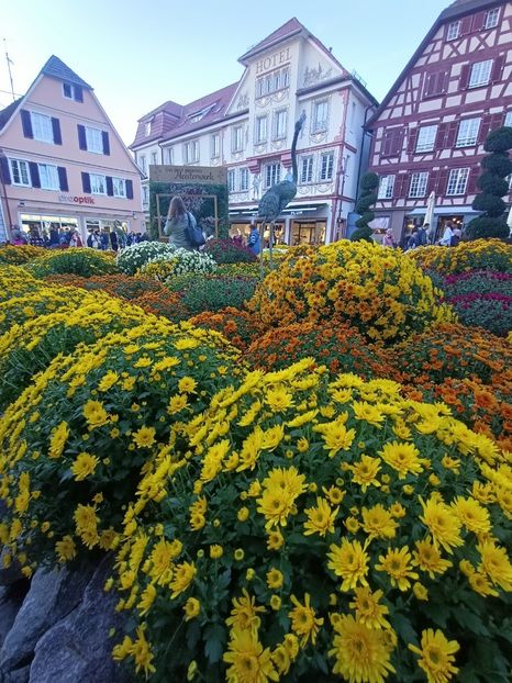 Img.2024.10.27 - Crizantema Lahr