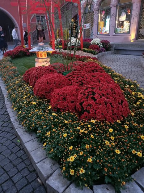 Img.2024.10.27 - Crizantema Lahr