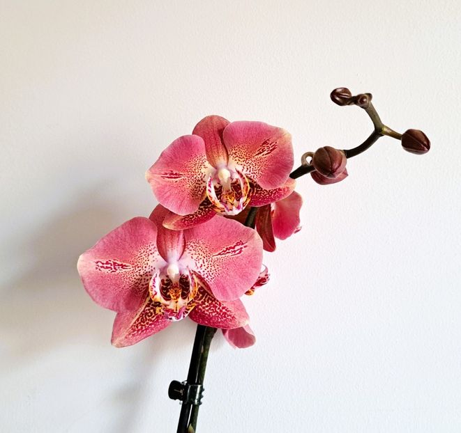  - Phalaenopsis 3