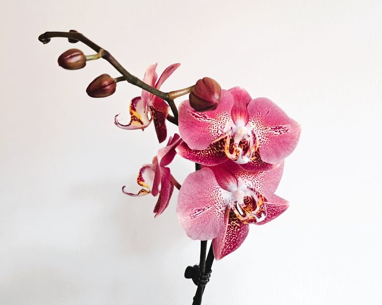  - Phalaenopsis 3
