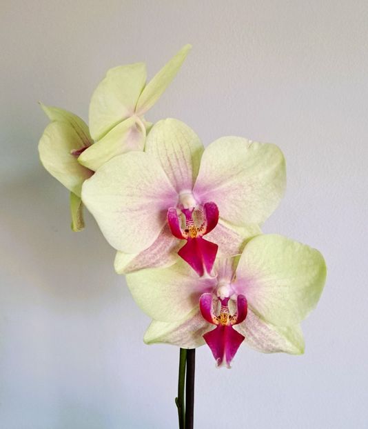  - Phalaenopsis 3