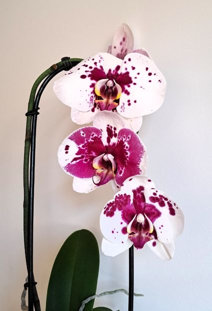  - Phalaenopsis 3