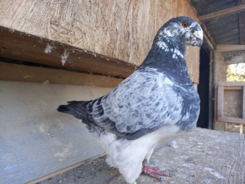 Mascul 2023 - AMERICAN GIANT HOMER MASCULI MATCĂ