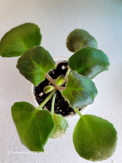 LE Parisian Secrets 15 rez - 0 0 0 0 0 0 0 disponibil septembrie