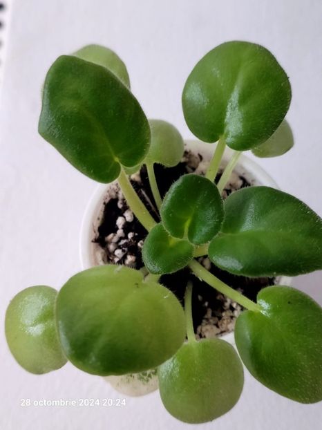 ND Bosfor Vostochny 14 rez(april) - 0 0 0 0 0 0 0 disponibil septembrie