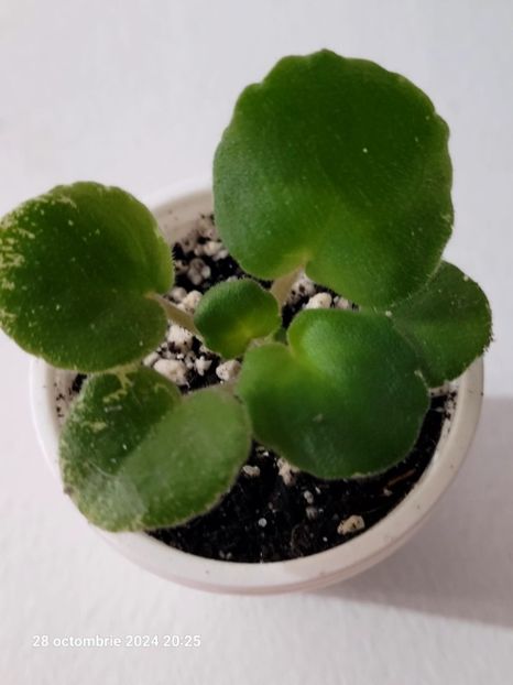 LE Karusel 12 - 0 0 0 0 0 0 0 disponibil septembrie