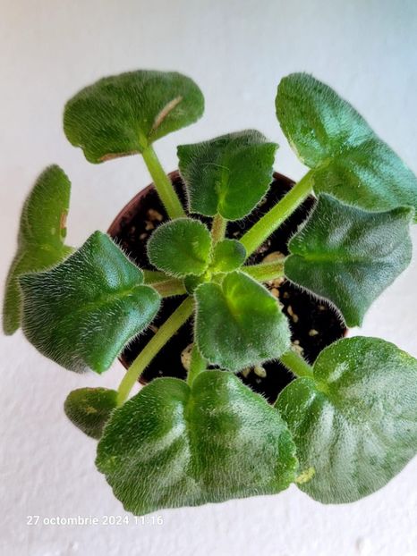 VAT Prazdnichnyj Naryad Pugovki 15 rez - 0 0 0 0 0 0 0 disponibil septembrie