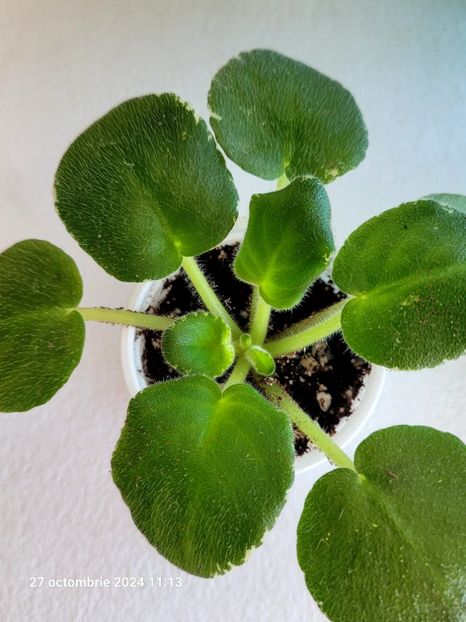 LE Margarita 15 rez(april) - 0 0 0 0 0 0 0 disponibil septembrie