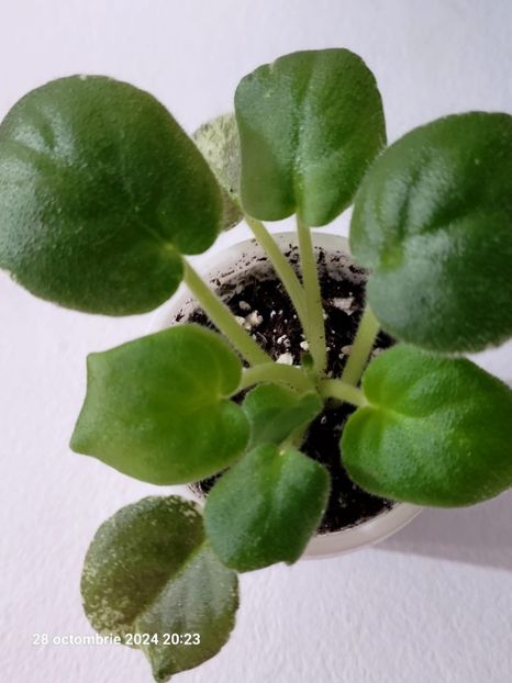 LE Margarita 12 rez - 0 0 0 0 0 0 0 disponibil septembrie