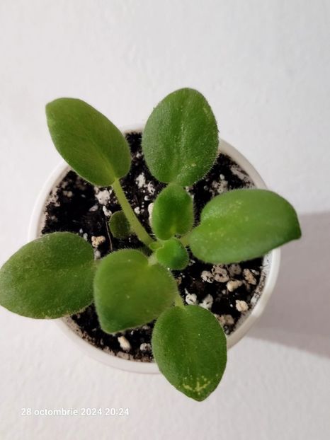 Alans White Feather Sport 12 rez(april) - 0 0 0 0 0 0 0 disponibil septembrie