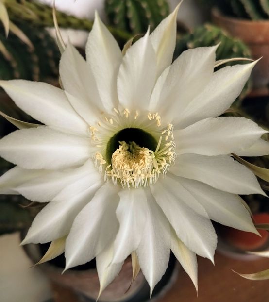  - Gradinuta mea 2024