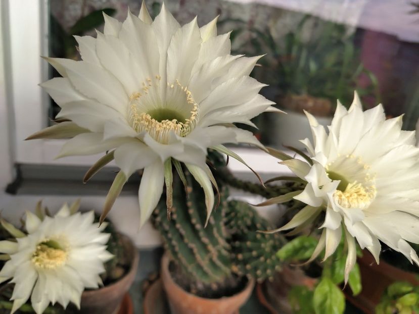  - Gradinuta mea 2024