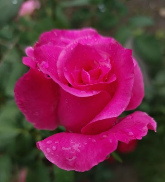  - Gradinuta mea 2024