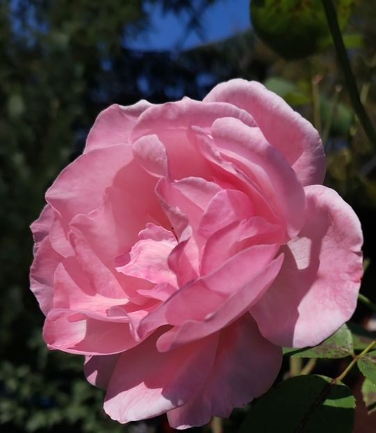  - Gradinuta mea 2024