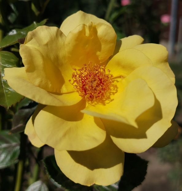  - Gradinuta mea 2024