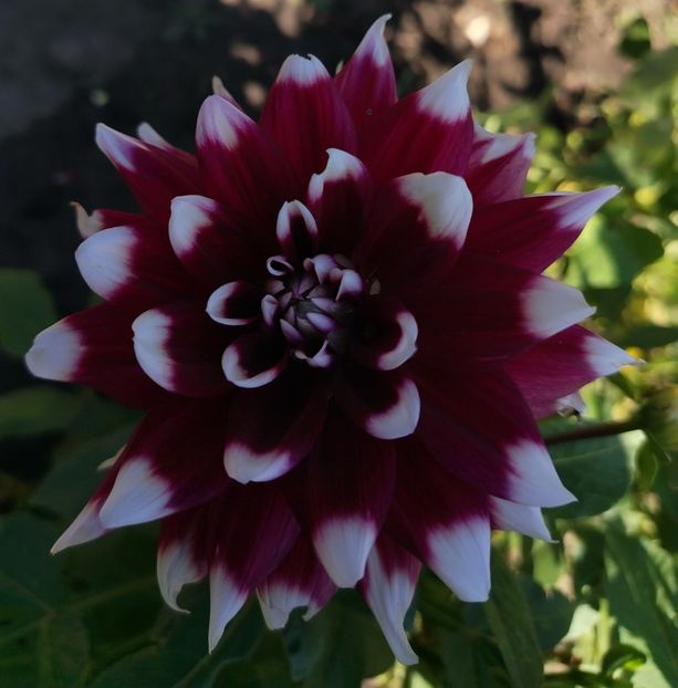  - Gradinuta mea 2024