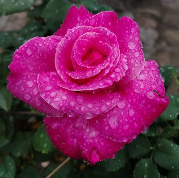  - Gradinuta mea 2024