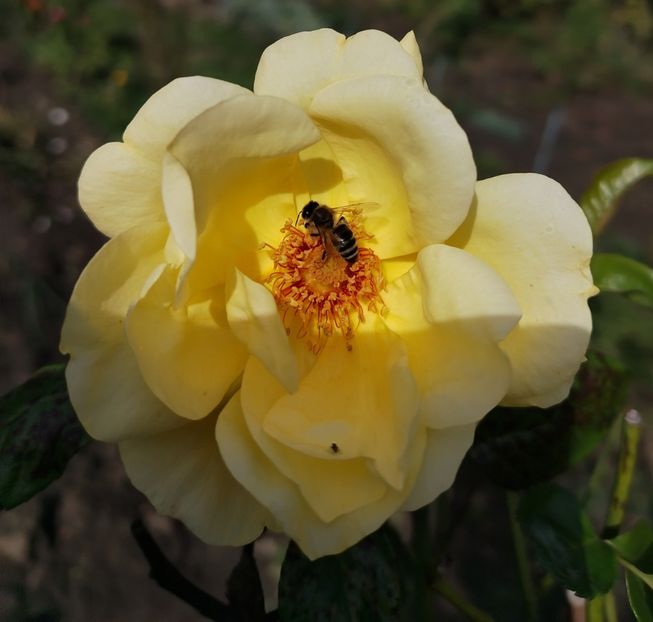  - Gradinuta mea 2024