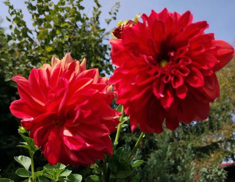  - Gradinuta mea 2024