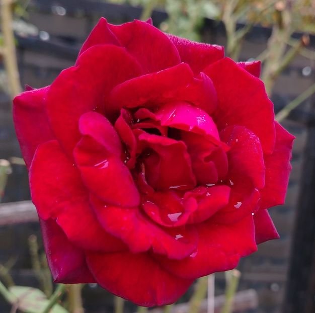  - Gradinuta mea 2024