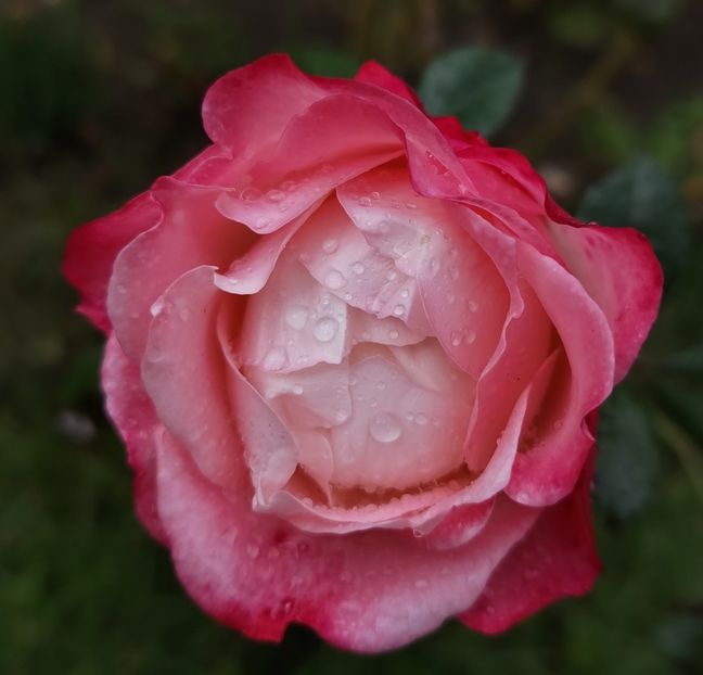  - Gradinuta mea 2024