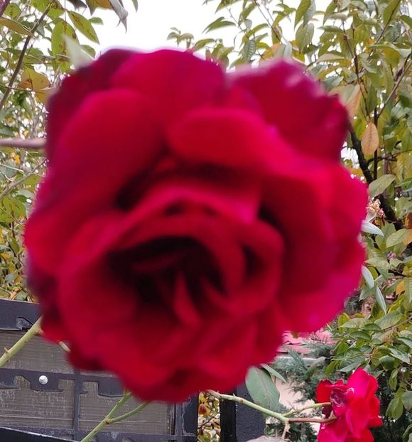  - Gradinuta mea 2024