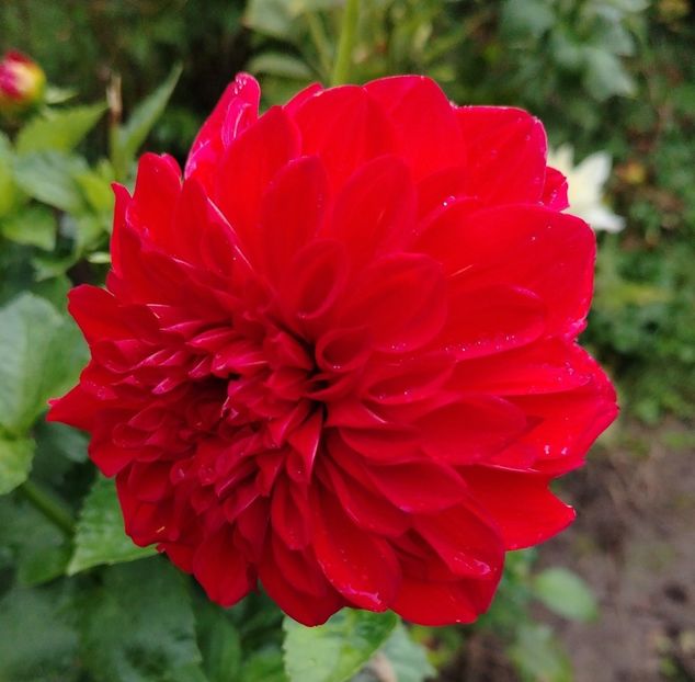  - Gradinuta mea 2024