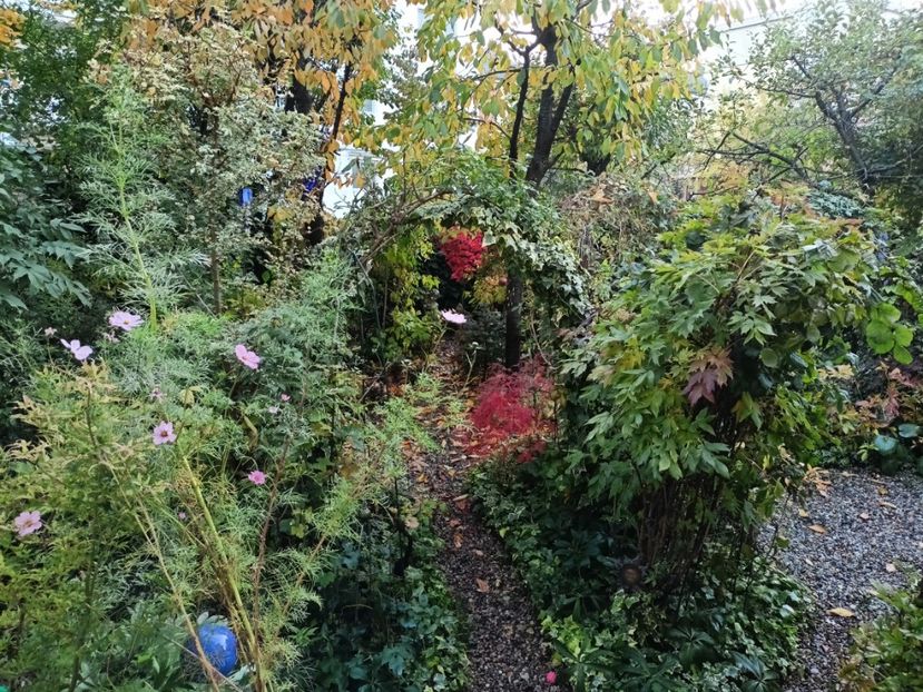 28.10.2024 - Grădina 2024 continuare 5