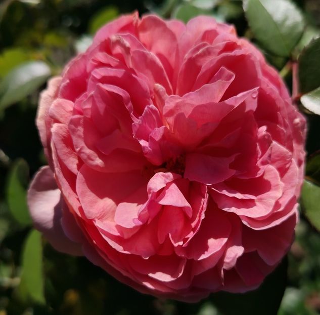  - Gradinuta mea 2024