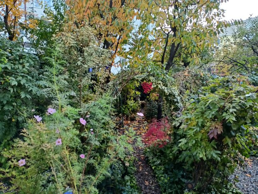  - Grădina 2024 continuare 5